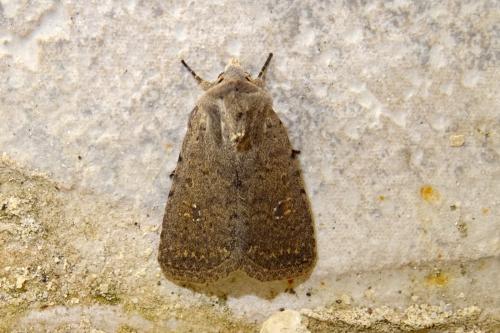 Réf. 256 026 : Caradrina flavirena